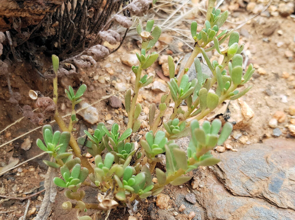 Buttercup Pigweed with empty seed capsules (Portulaca intraterranea), Alice Springs Desert Park