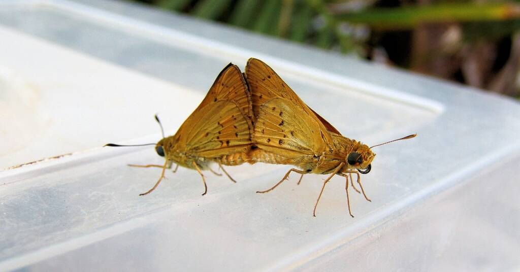 Mating butterflies, Alice Springs, NT