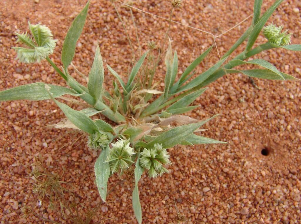 Button Grass (Dactyloctenium radulans), Ilparpa Claypans, NT