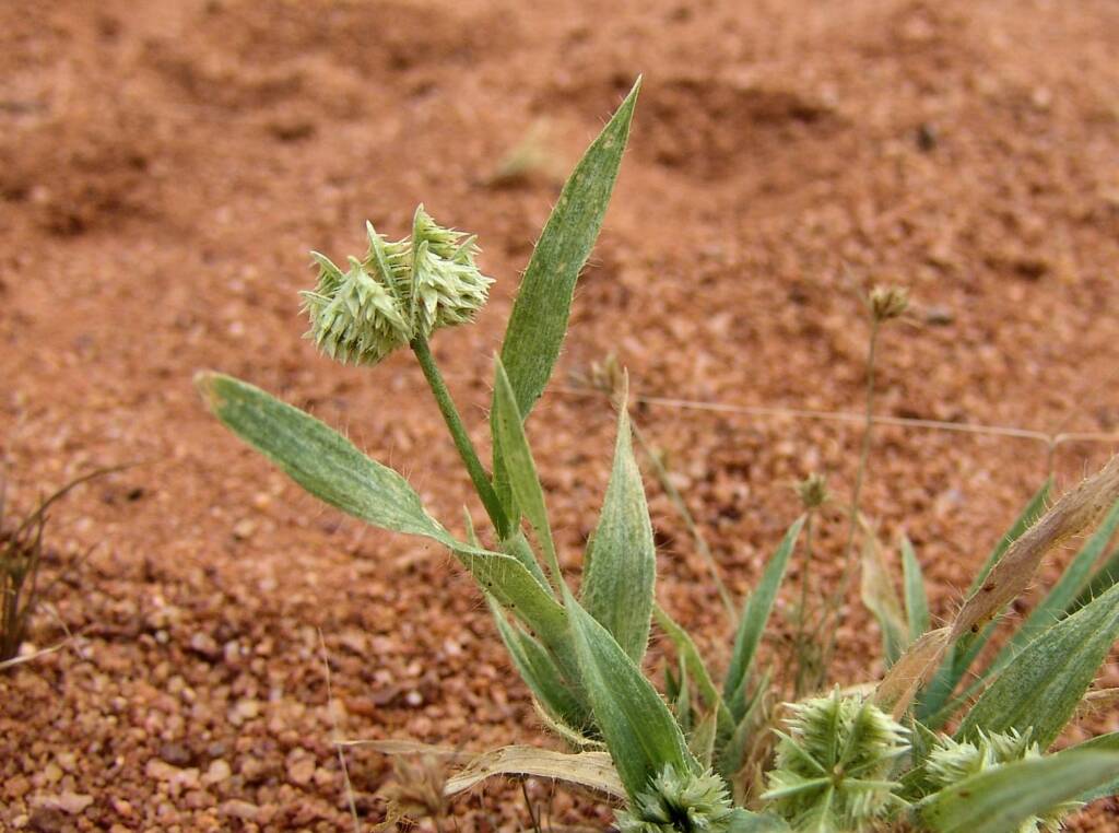 Button Grass (Dactyloctenium radulans), Ilparpa Claypans, NT