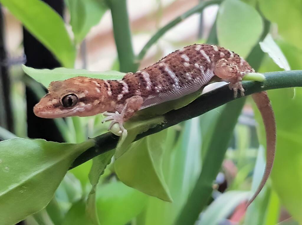 Bynoe’s Gecko (Heteronotia binoei), Alice Springs, NT