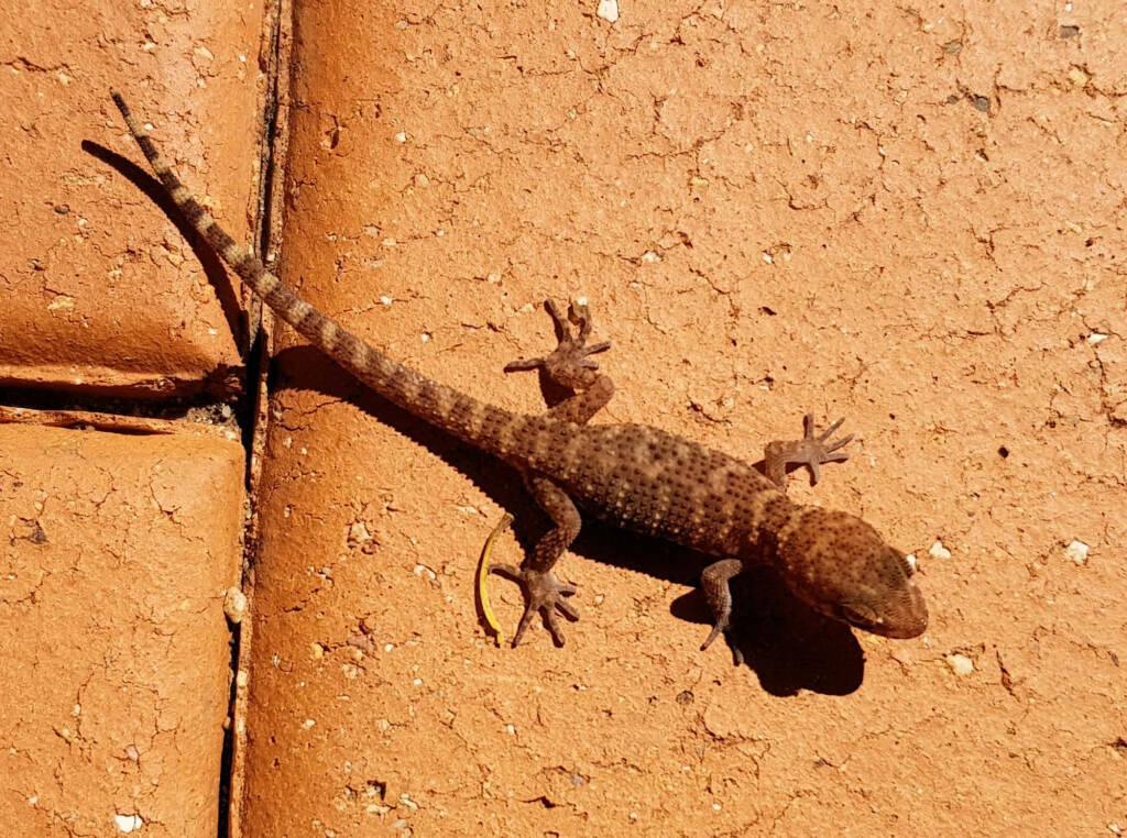 Bynoe's Gecko (Heteronotia binoei), Alice Springs NT