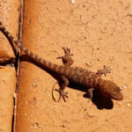 Bynoe's Gecko (Heteronotia binoei), Alice Springs NT