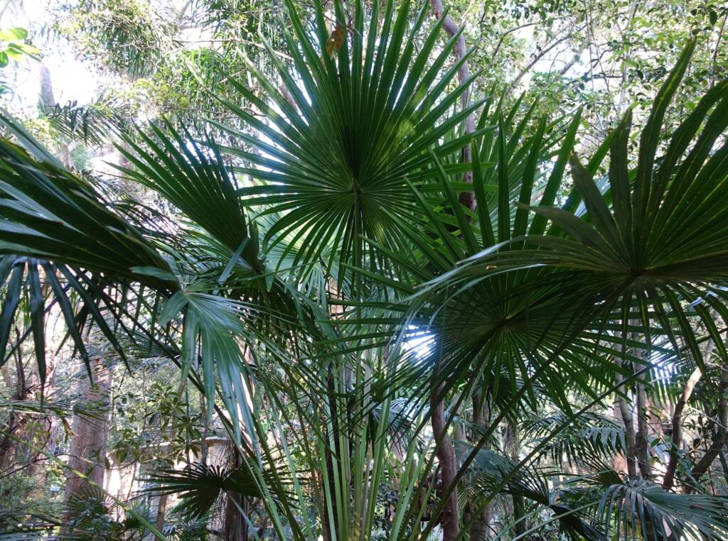 Cabbage Tree Palm (Livistona australis), Northern Beaches NSW