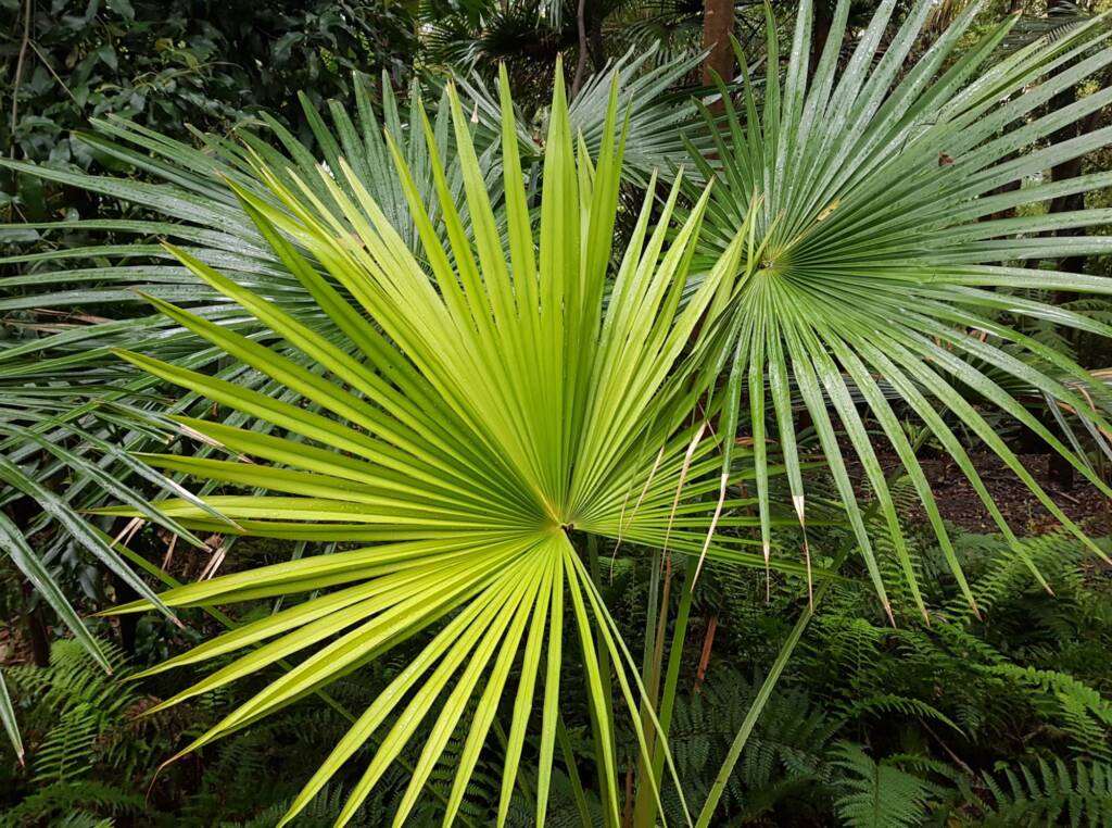 Cabbage Tree Palm (Livistona australis), Northern Beaches NSW