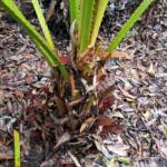 Cabbage Tree Palm (Livistona australis), Northern Beaches NSW