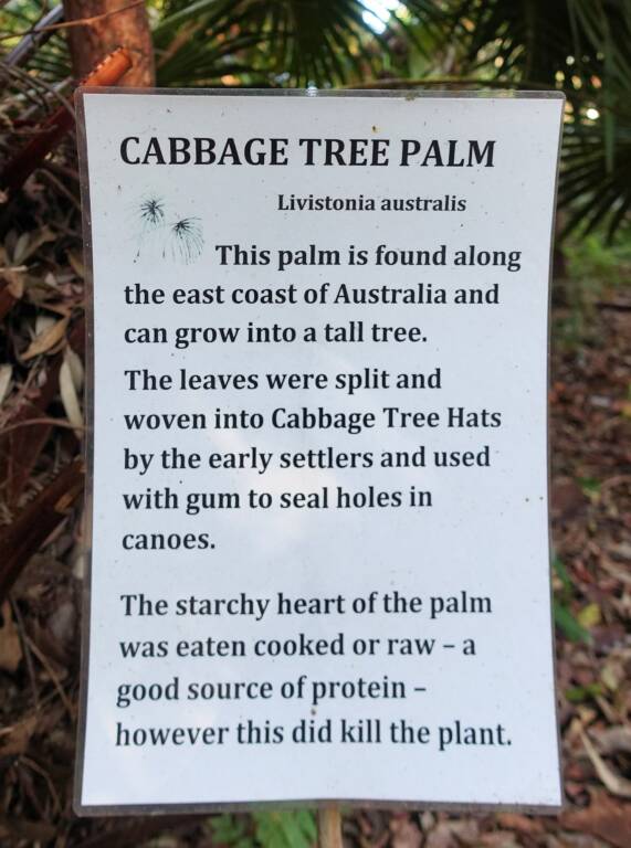 Cabbage Tree Palm Ausemade
