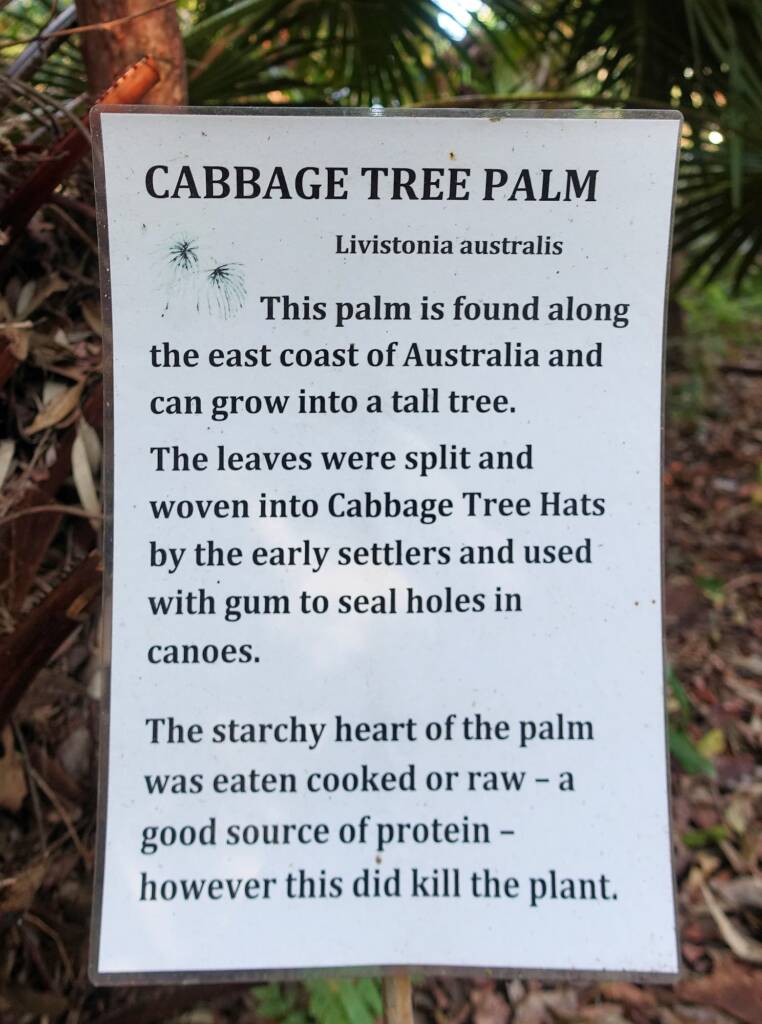 Cabbage Tree Palm (Livistona australis), Stony Range Regional Botanic Garden signage