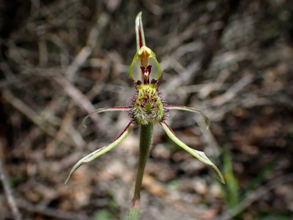 Caladenia barbarossa (Dragon Orchid), Stirling Range National Park WA © Terry Dunham