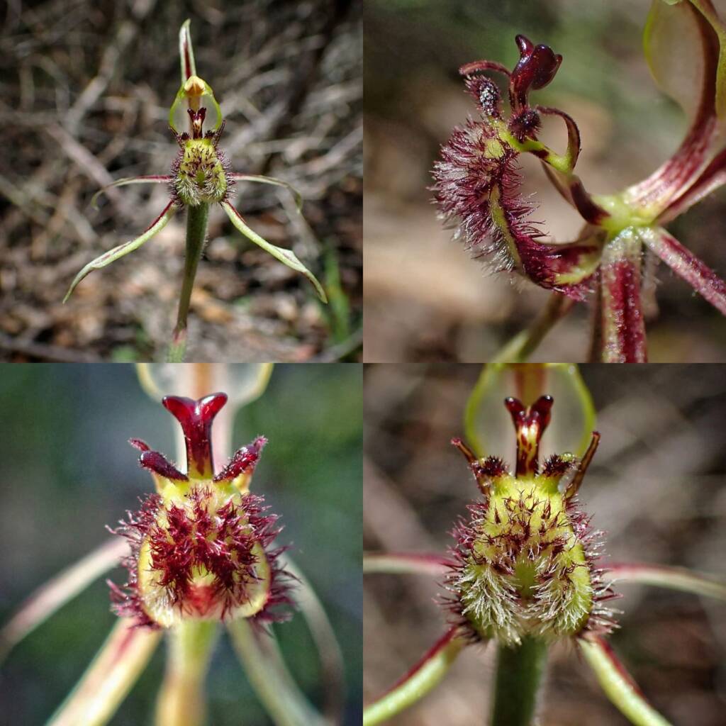 Caladenia barbarossa (Dragon Orchid), Stirling Range National Park WA © Terry Dunham