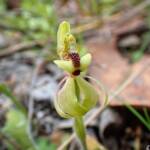 Caladenia bryceana subsp. bryceana (Dwarf Spider Orchid), Great Southern Region WA © Terry Dunham