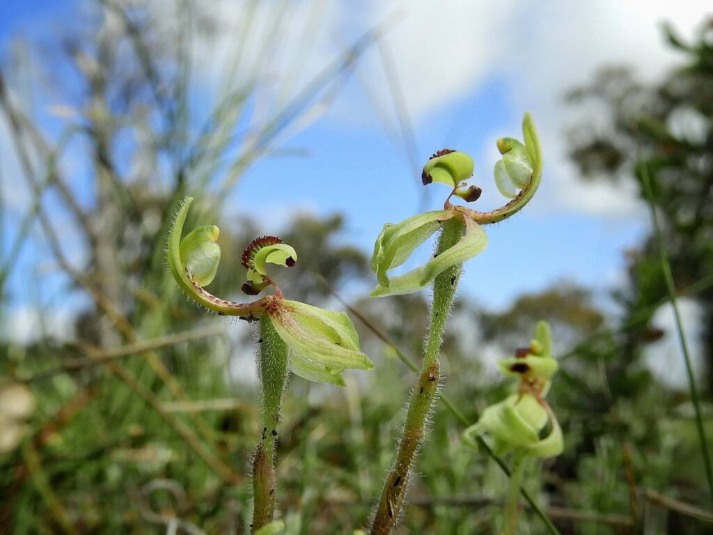 Caladenia bryceana subsp. bryceana (Dwarf Spider Orchid), Great Southern Region WA © Terry Dunham