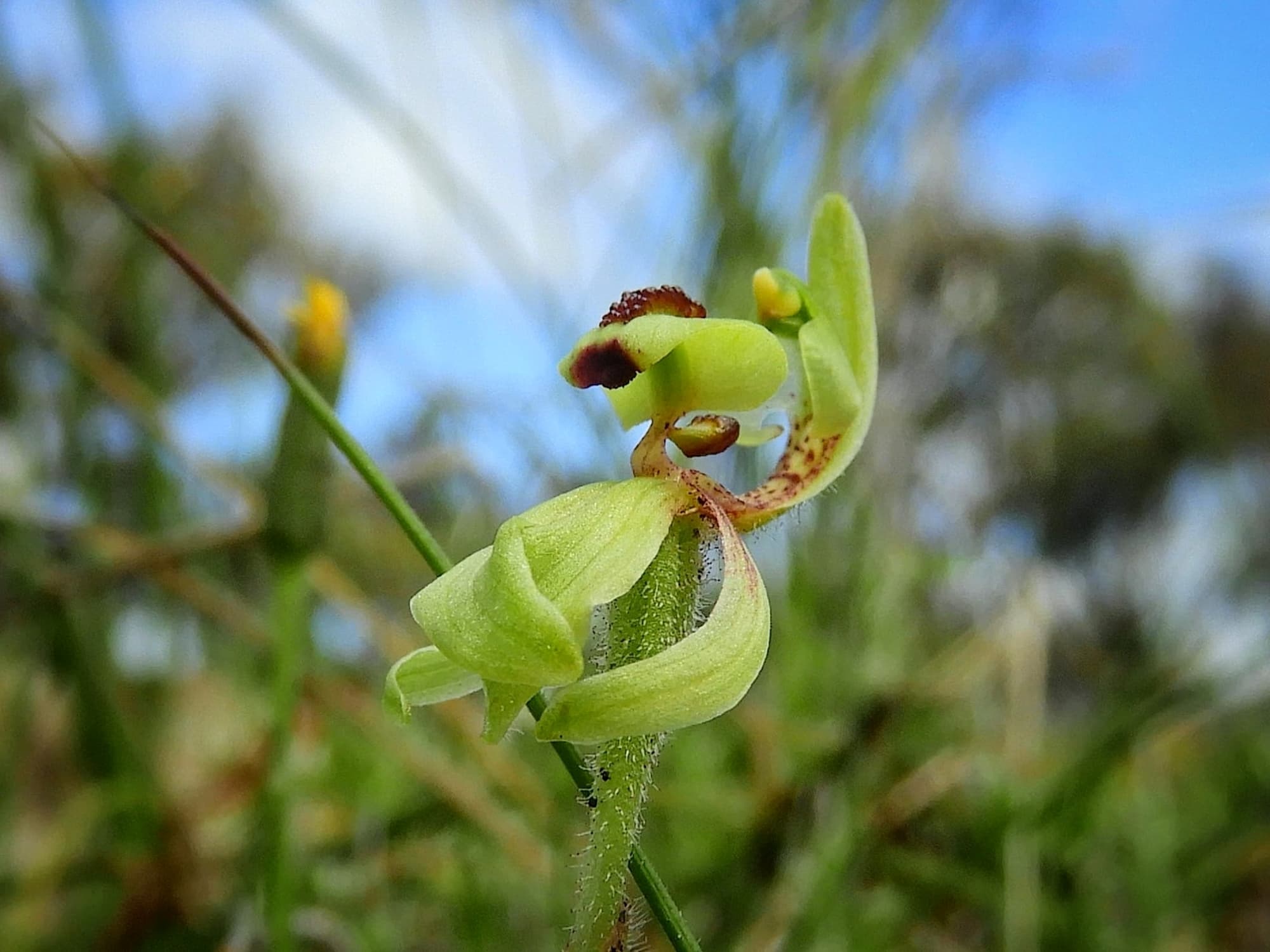 Caladenia bryceana subsp. bryceana (Dwarf Spider Orchid), Great Southern Region WA © Terry Dunham