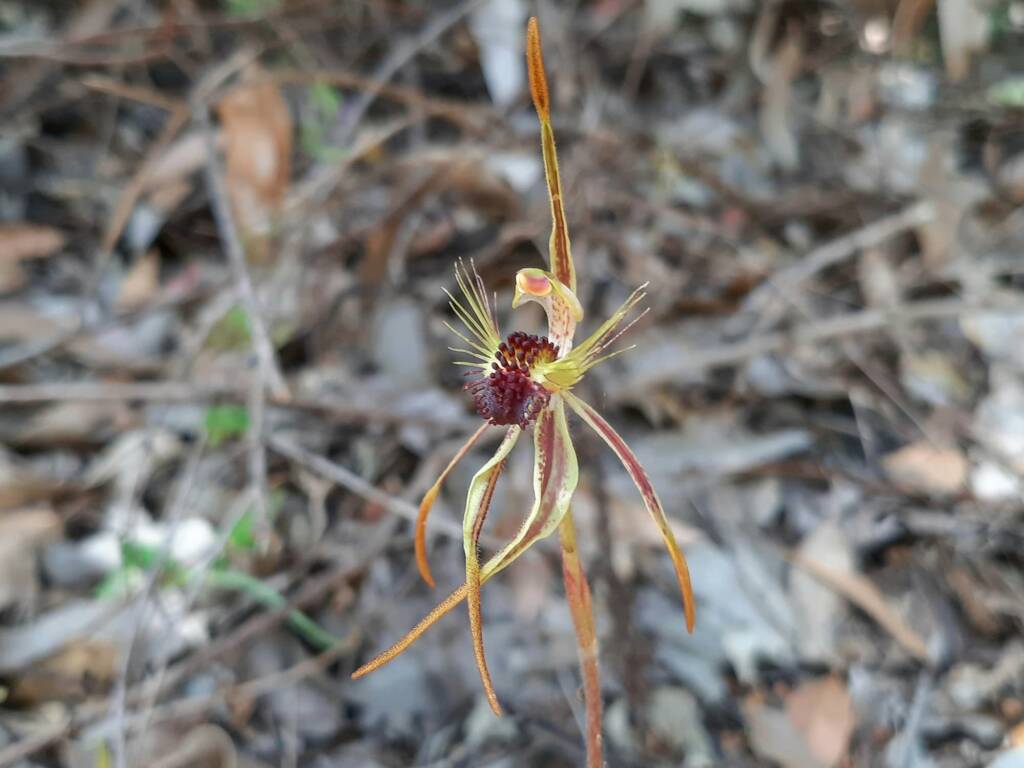 Caladenia corynephora (Club-lipped Spider Orchid), Northcliffe WA © Terry Dunham