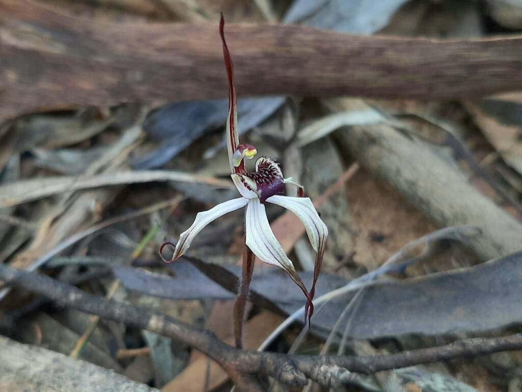 Caladenia drummondii (Winter Spider Orchid), Great Southern Region WA © Terry Dunham