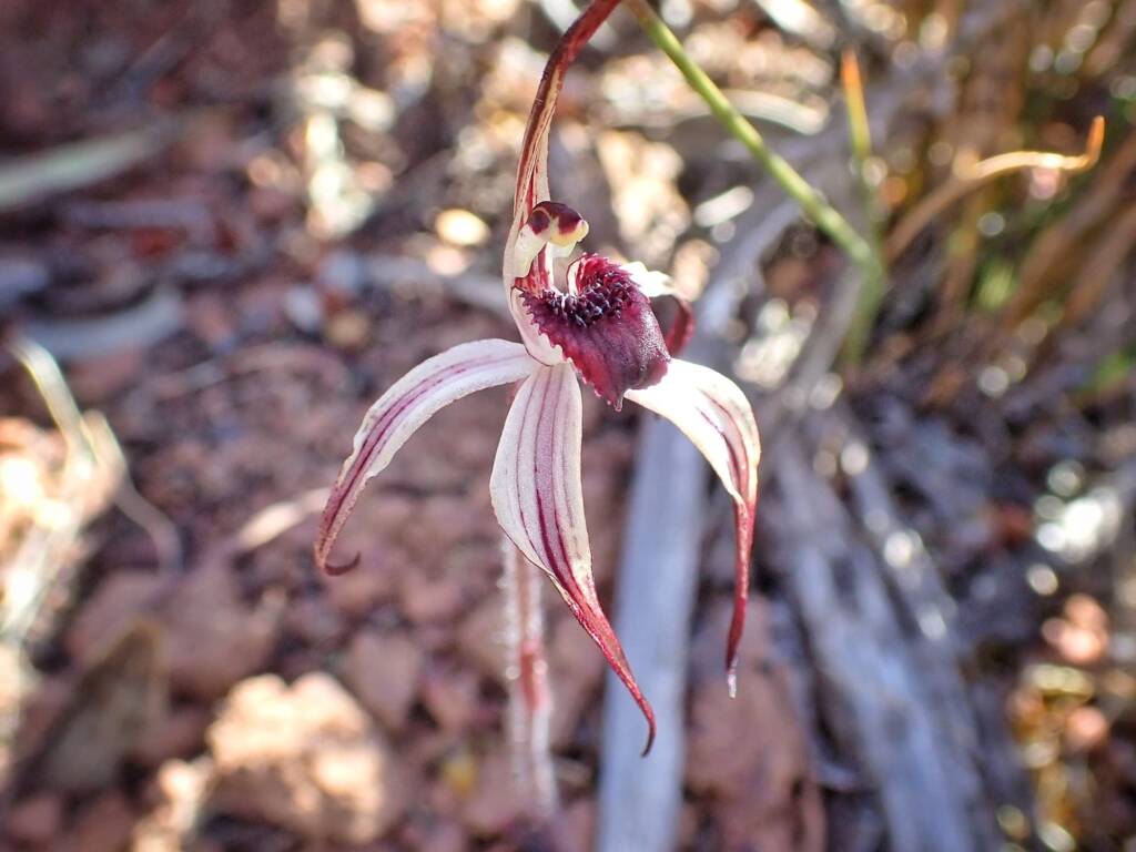 Caladenia drummondii (Winter Spider Orchid), Southern Districts WA © Terry Dunham