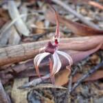 Caladenia drummondii (Winter Spider Orchid), Southern Districts WA © Terry Dunham