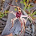 Caladenia drummondii (Winter Spider Orchid), Great Southern Region WA © Terry Dunham