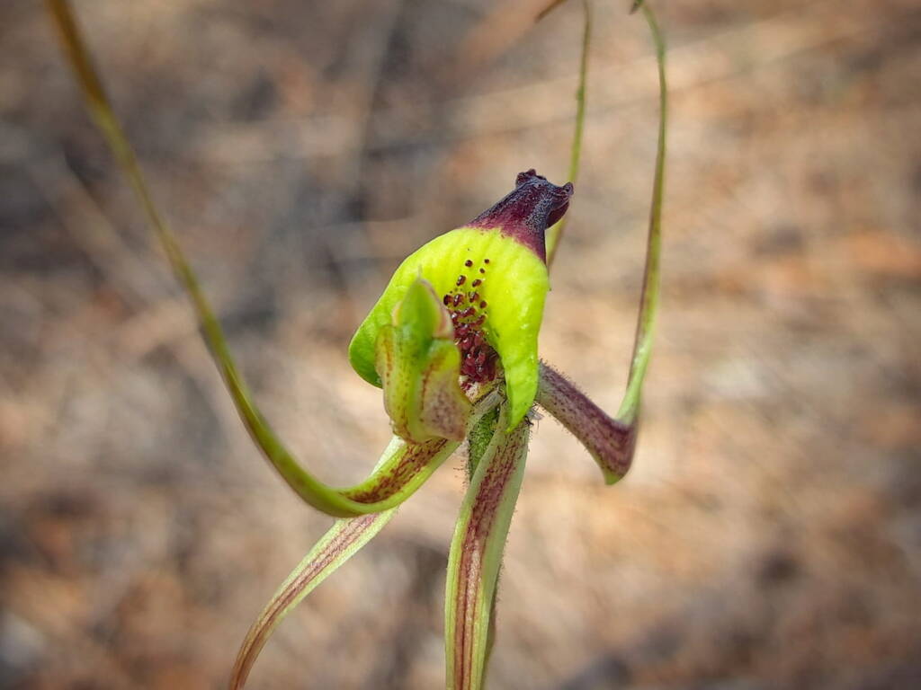 Caladenia integra (Smooth-lipped Spider Orchid), Great Southern Region WA © Terry Dunham