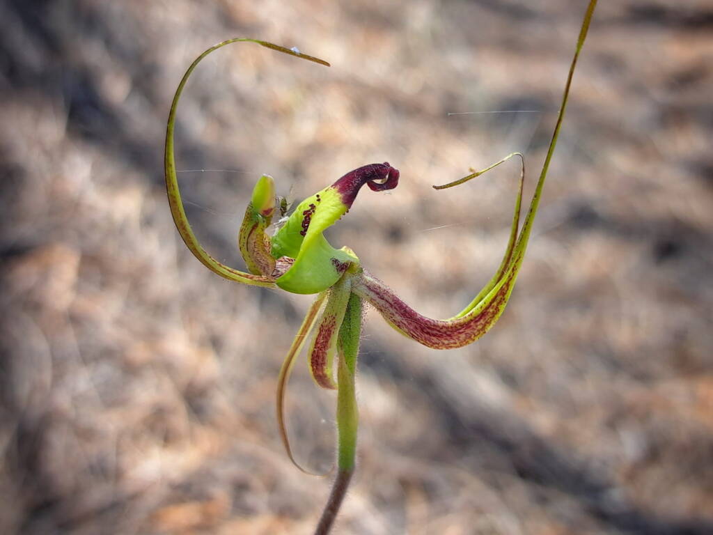 Caladenia integra (Smooth-lipped Spider Orchid), Great Southern Region WA © Terry Dunham