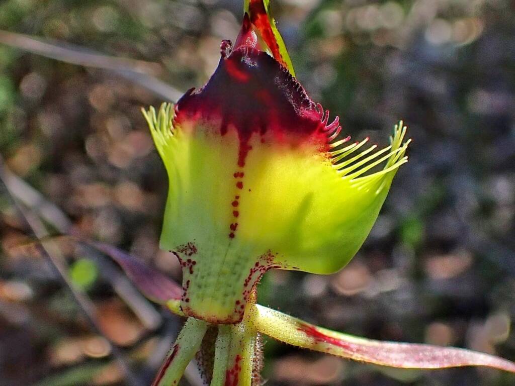 Caladenia lobata (Butterfly Spider Orchid), Stirling Range National Park WA © Terry Dunham