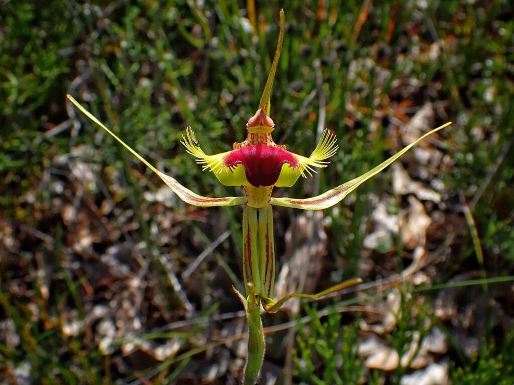 Caladenia lobata (Butterfly Spider Orchid), Stirling Range National Park WA © Terry Dunham