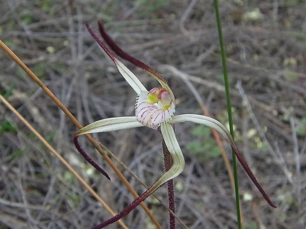 Caladenia melanema (Ballerina Orchid), South-west WA © Terry Dunham