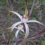 Caladenia melanema (Ballerina Orchid), South-west WA © Terry Dunham