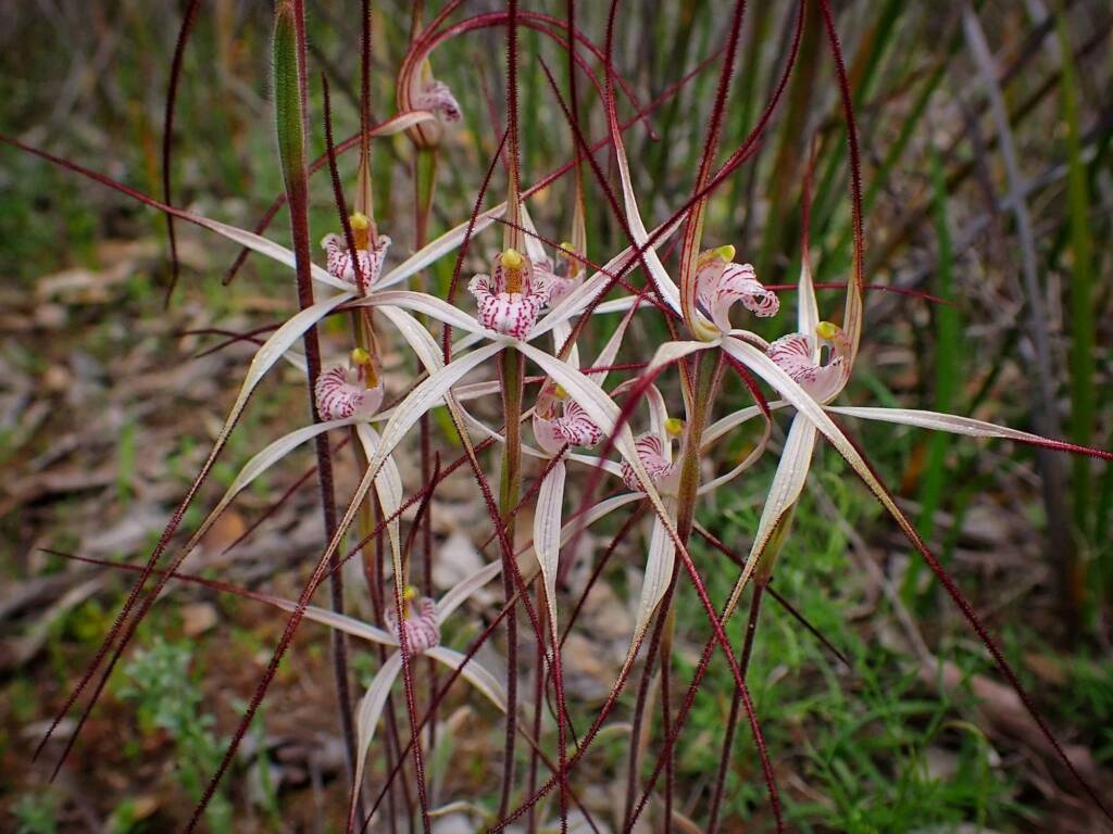 Caladenia polychroma (Joseph's Spider Orchid) , Stirling Range National Park WA © Terry Dunham