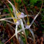 Caladenia polychroma (Joseph's Spider Orchid), Stirling Range National Park WA © Terry Dunham