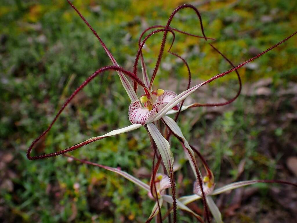 Caladenia polychroma (Joseph's Spider Orchid) , Stirling Range National Park WA © Terry Dunham