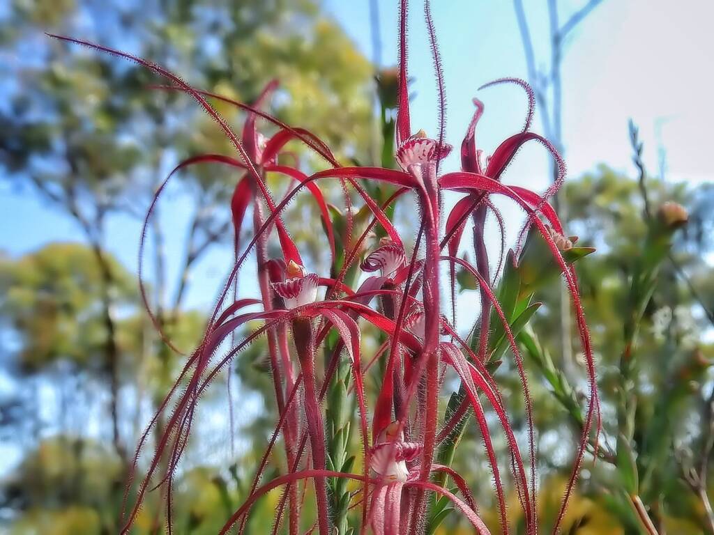 Caladenia pulchra (Slender Spider Orchid), Stirling Range National Park WA © Terry Dunham
