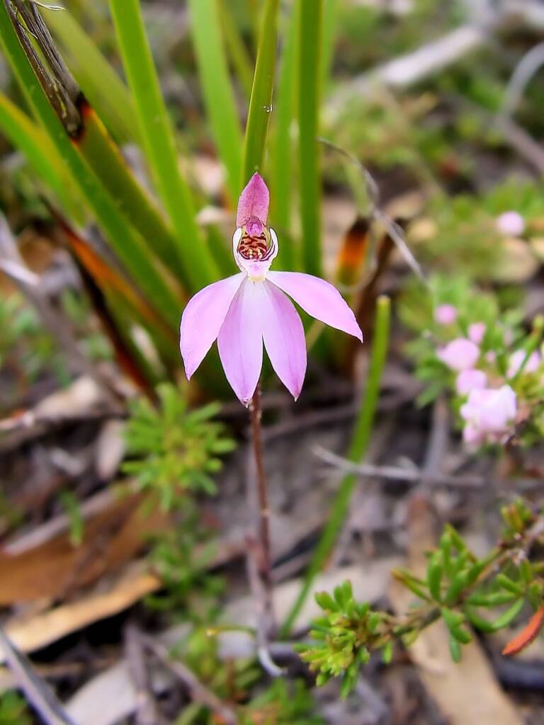 Tiny Caladenia (Caladenia pusilla), Lime Bay Nature Reserve, Tasman Peninsula, TAS