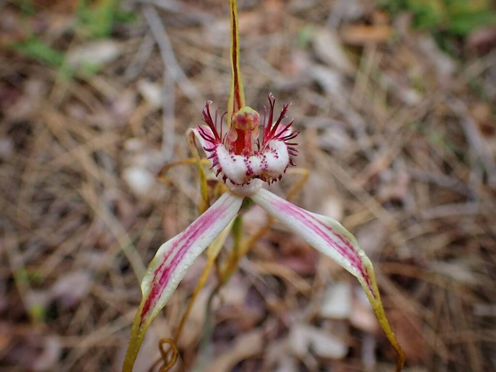 Caladenia serotina (Christmas Spider Orchid), Great Southern Region WA © Terry Dunham