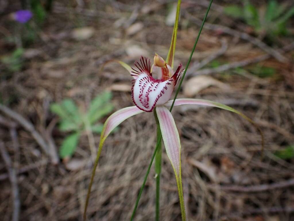 Caladenia serotina (Christmas Spider Orchid), Great Southern Region WA © Terry Dunham