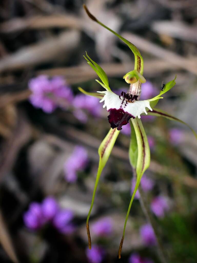 Caladenia tentacula orchid with Tetratheca pilosa, Belair NP SA © Marianne Broug