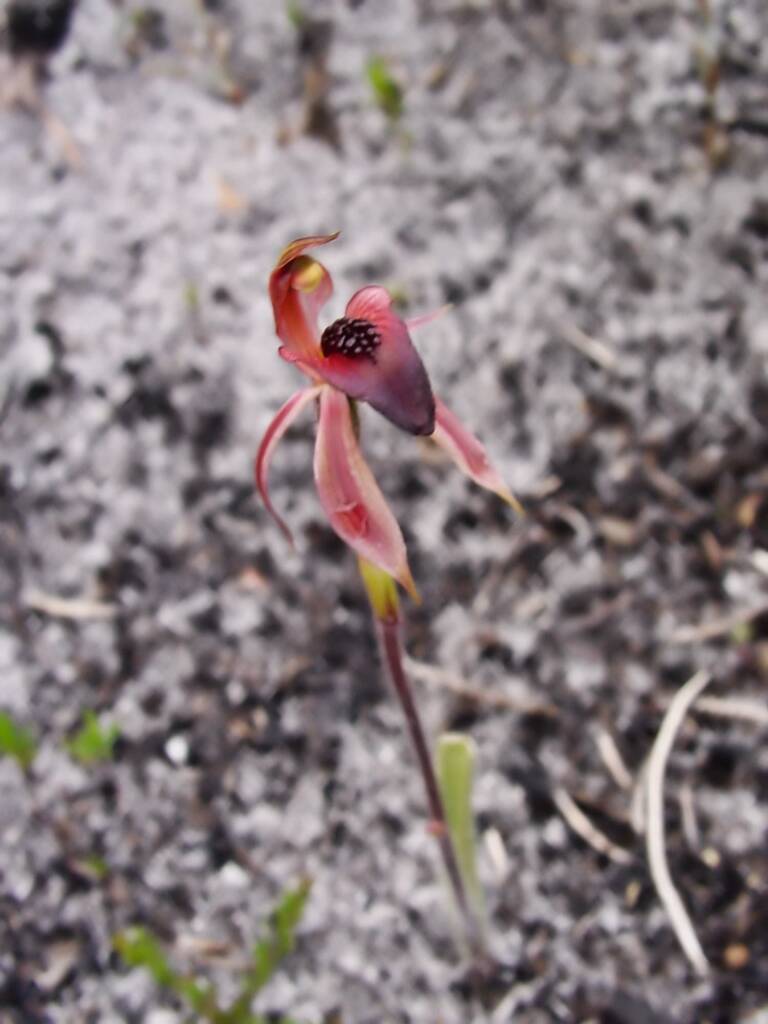 Thick-lip Spider-Orchid (Caladenia tessellata), Wilsons Promontory National Park VIC