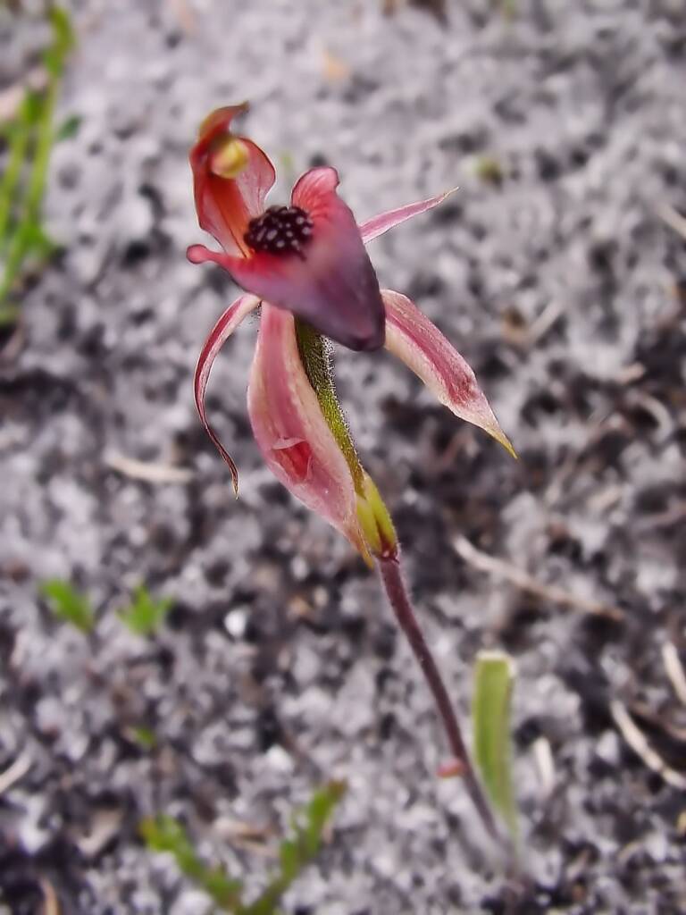 Thick-lip Spider-Orchid (Caladenia tessellata), Wilsons Promontory National Park VIC