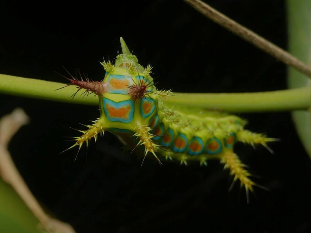 Wattle Cup Caterpillar (Calcarifera ordinata), Gold Coast QLD © Stefan Jones