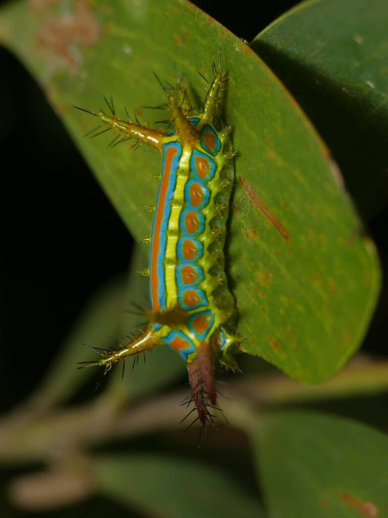 Wattle Cup Caterpillar (Calcarifera ordinata), Gold Coast QLD © Stefan Jones