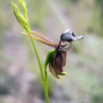 Flying Duck Orchid (Caleana major), Blue Mountains NSW © Katrina Leel