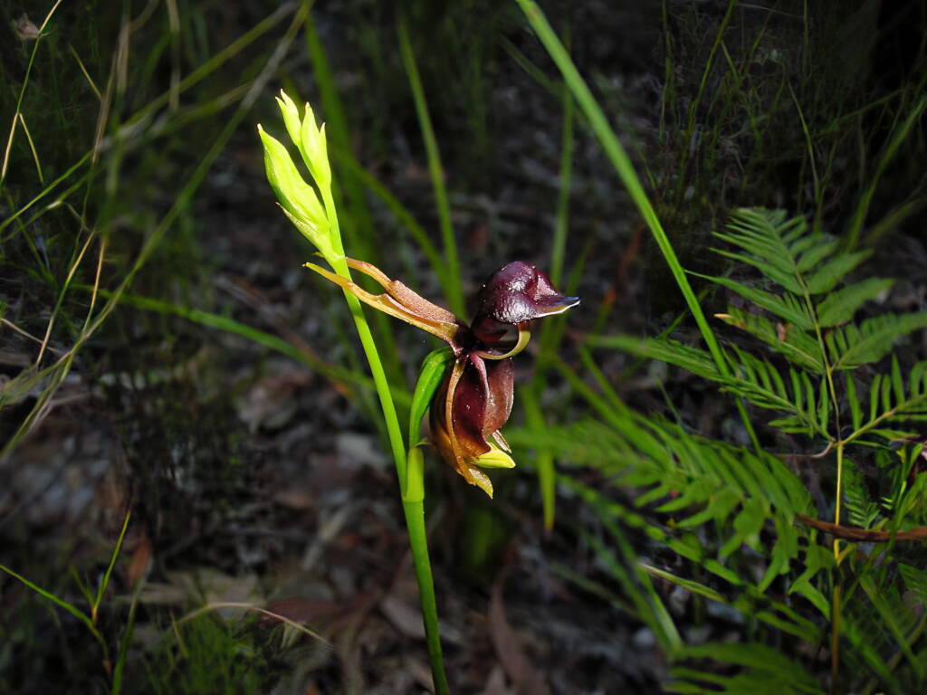Flying Duck Orchid (Caleana major), Blue Mountains NSW © Katrina Leel