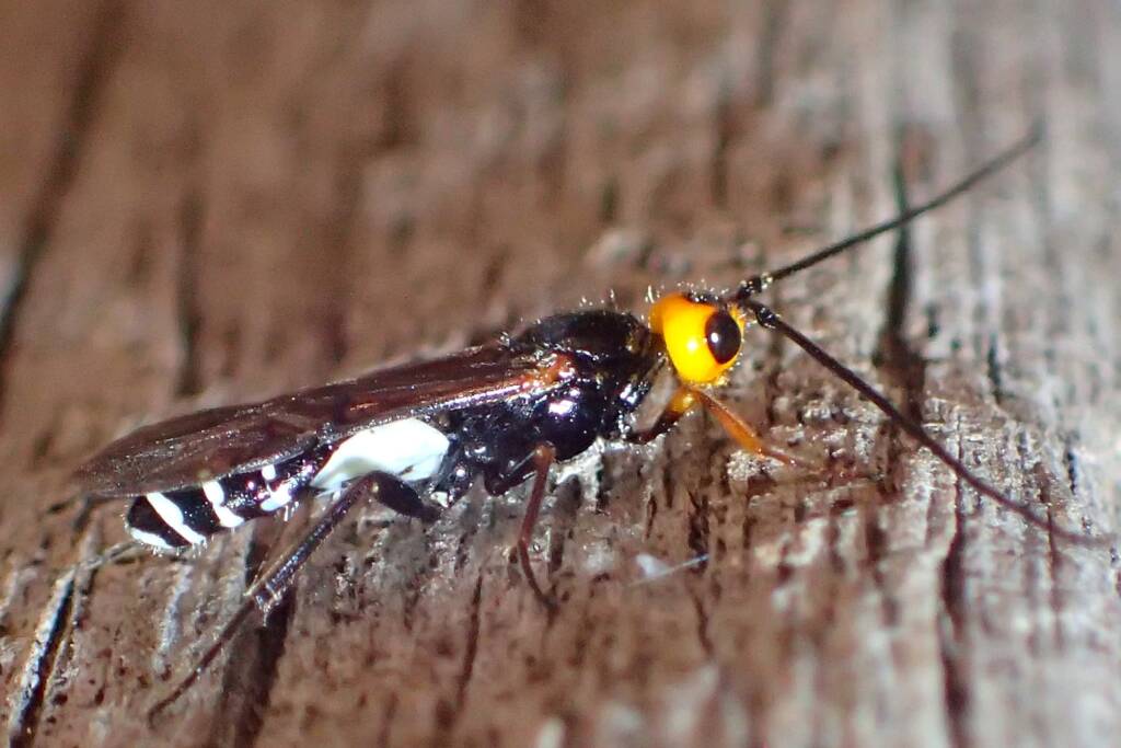 Callibracon sp Braconid Wasp (family Braconidae), Midwest WA © Gary Taylor