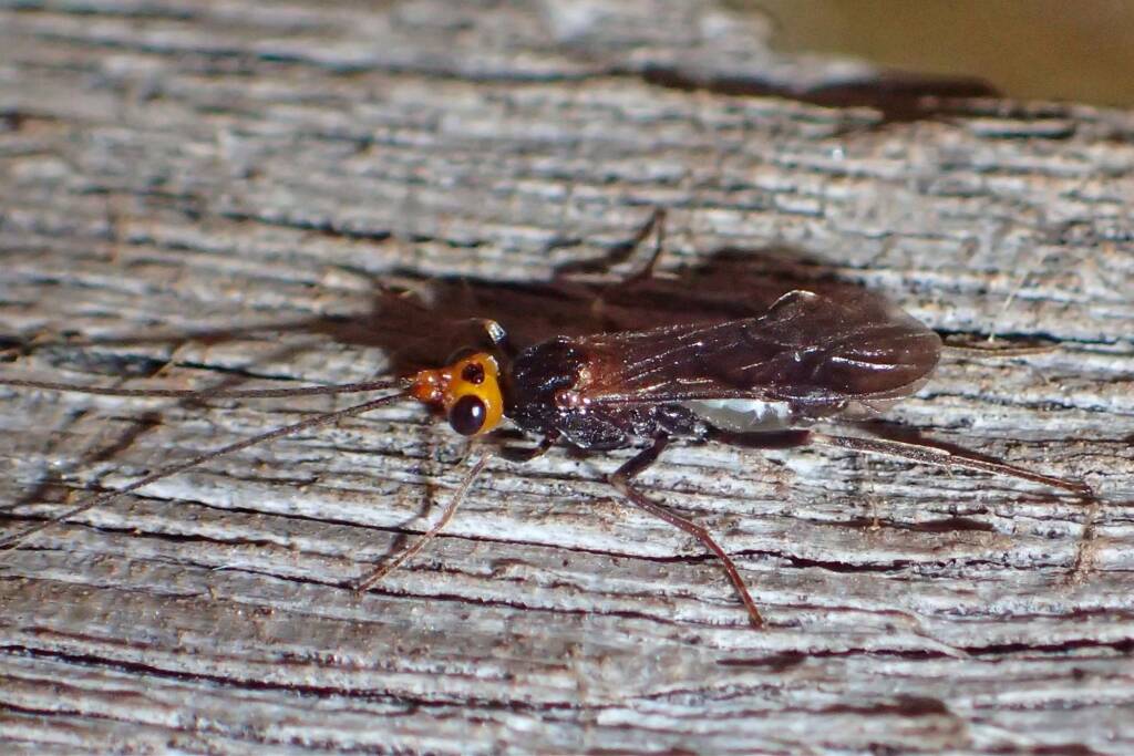 Callibracon sp Braconid Wasp (family Braconidae), Midwest WA © Gary Taylor