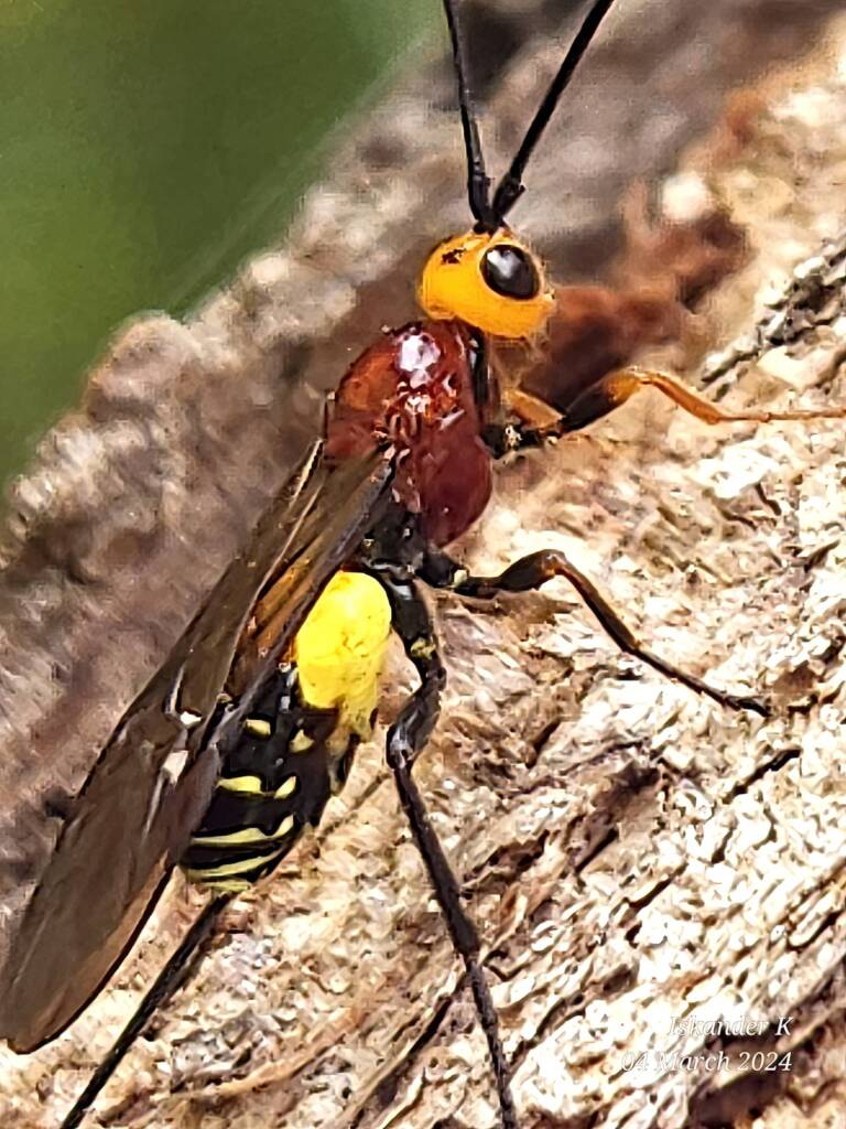 Callibracon sp Braconid Wasp, Enoggera Reservoir QLD © Iskander Kaliananda