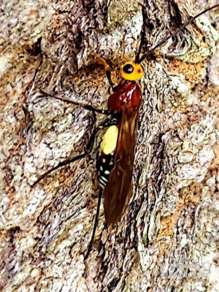 Callibracon sp Braconid Wasp, Enoggera Reservoir QLD © Iskander Kaliananda