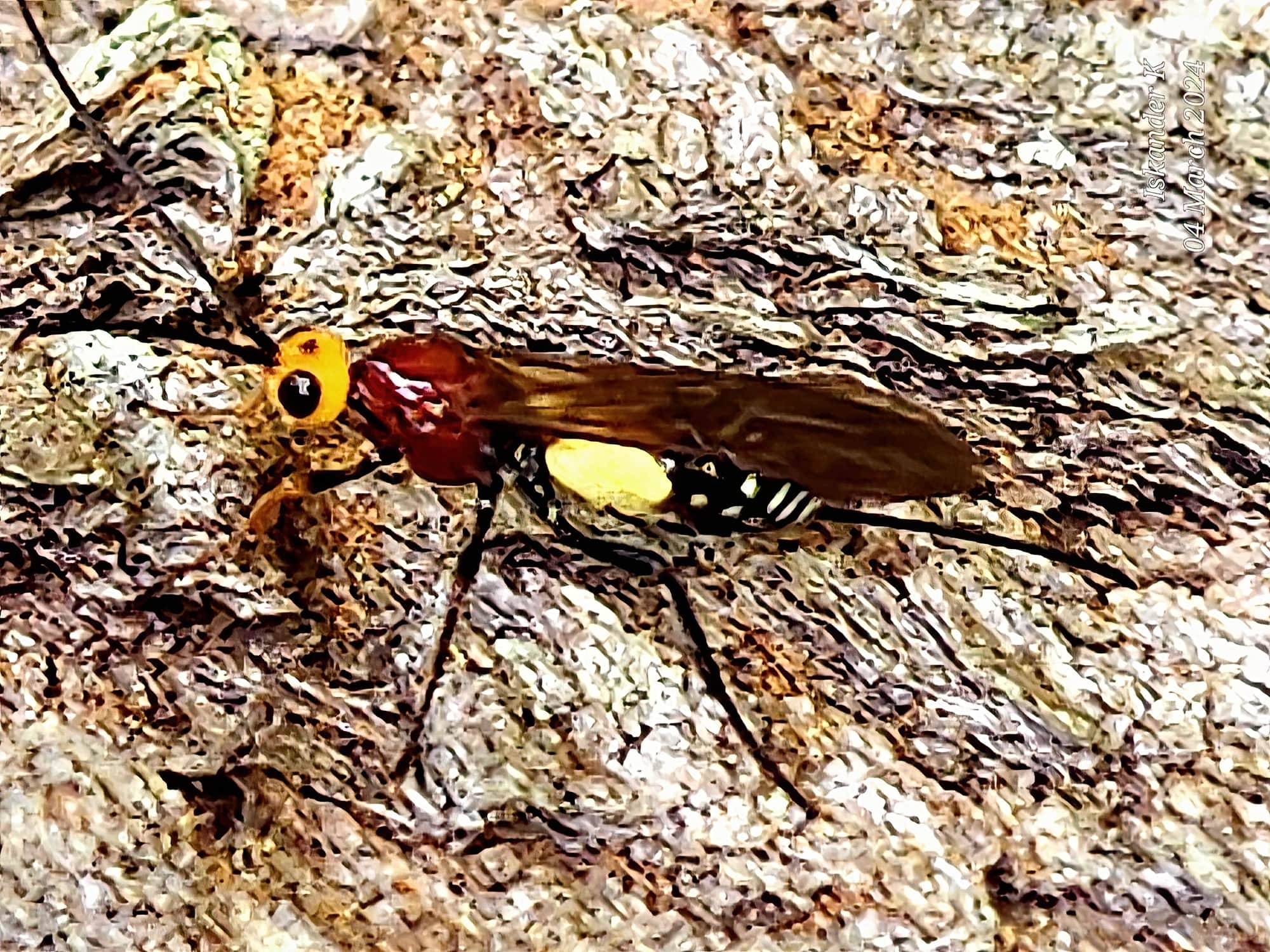 Callibracon sp Braconid Wasp, Enoggera Reservoir QLD © Iskander Kaliananda