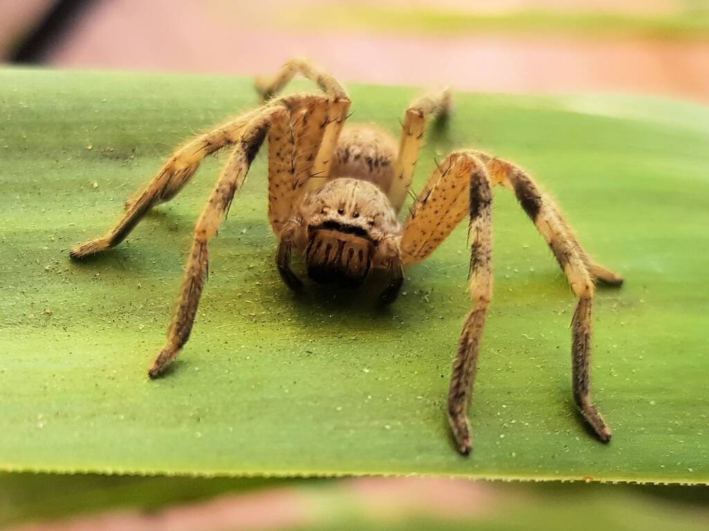 Badge Huntsman Spider (from the "calligaster group"), Alice Springs NT