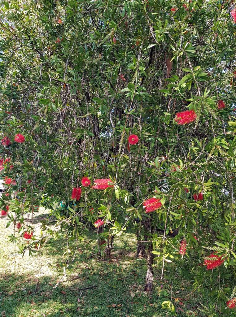 Crimson Bottlebrush (Callistemon citrinus), Dee Why, Northern Beaches NSW