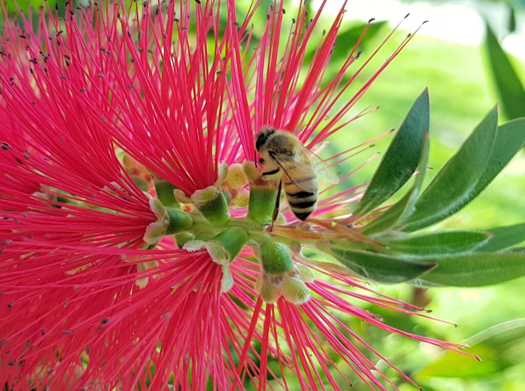 European Honey Bee on Crimson Bottlebrush (Callistemon citrinus), Dee Why, Northern Beaches NSW